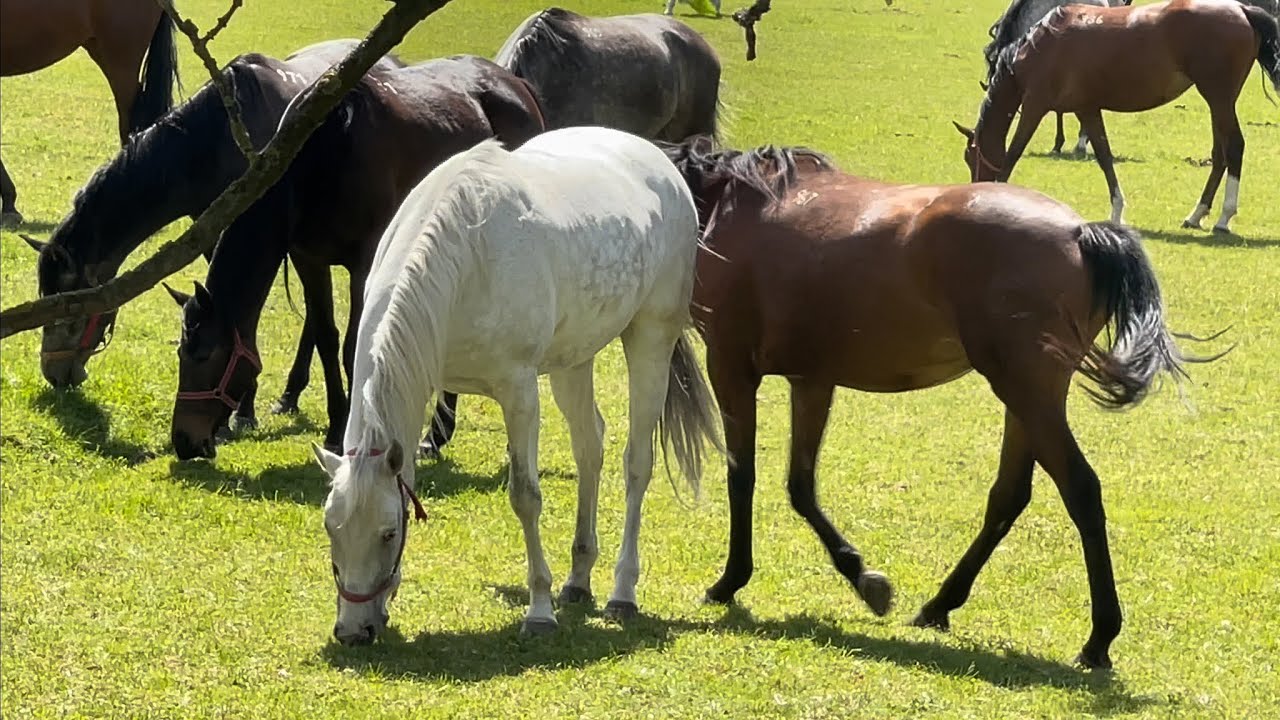 Stadnina Koni Walewice 🐴
