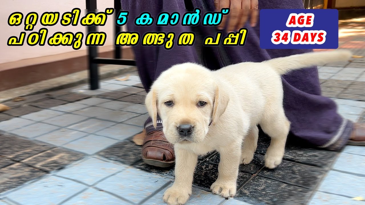 ഒരുദിവസം 5 കമാൻഡ് പഠിക്കുന്ന അത്ഭുത പപ്പി : puppy training 4 commands in a row : Life of Fairy
