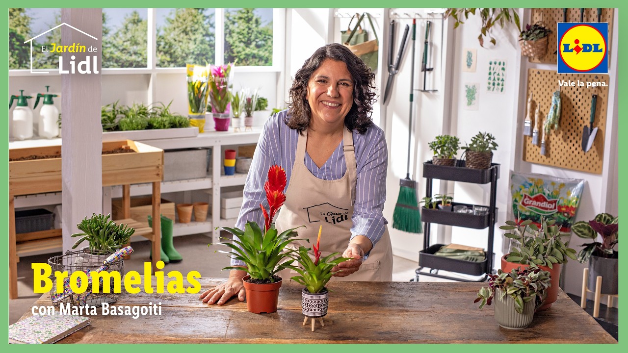 Cuidado de las bromelias 🌷💐 | El Jardín de Lidl | Lidl España