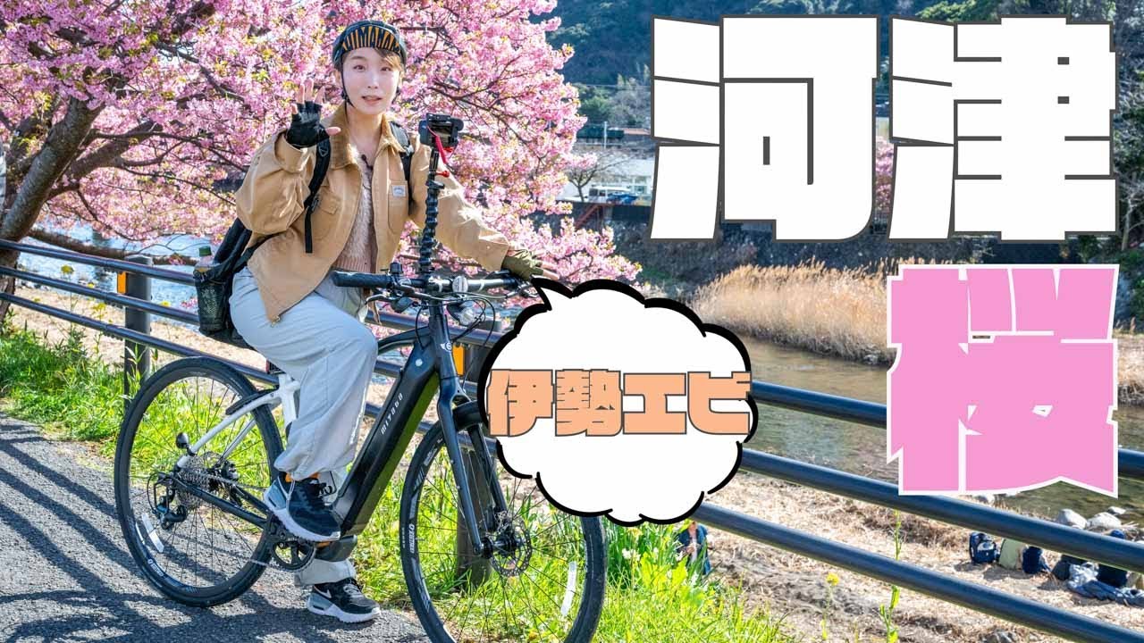 【河津桜】電動クロスバイクでゆく 咲いたよ桜、河津桜のもこもこの