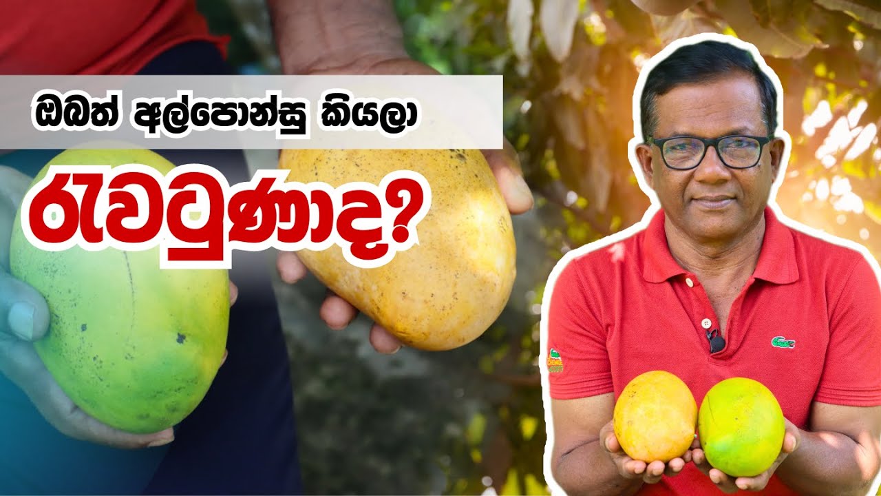 හැමෝටම වරදින TEJC අඹ | TEJC Mango | Ceylon Agri | Episode 365
