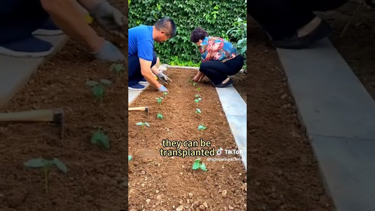 How to plant okro: A step by step Guide for a beginner #okra #farm #farming #agriculture #garden