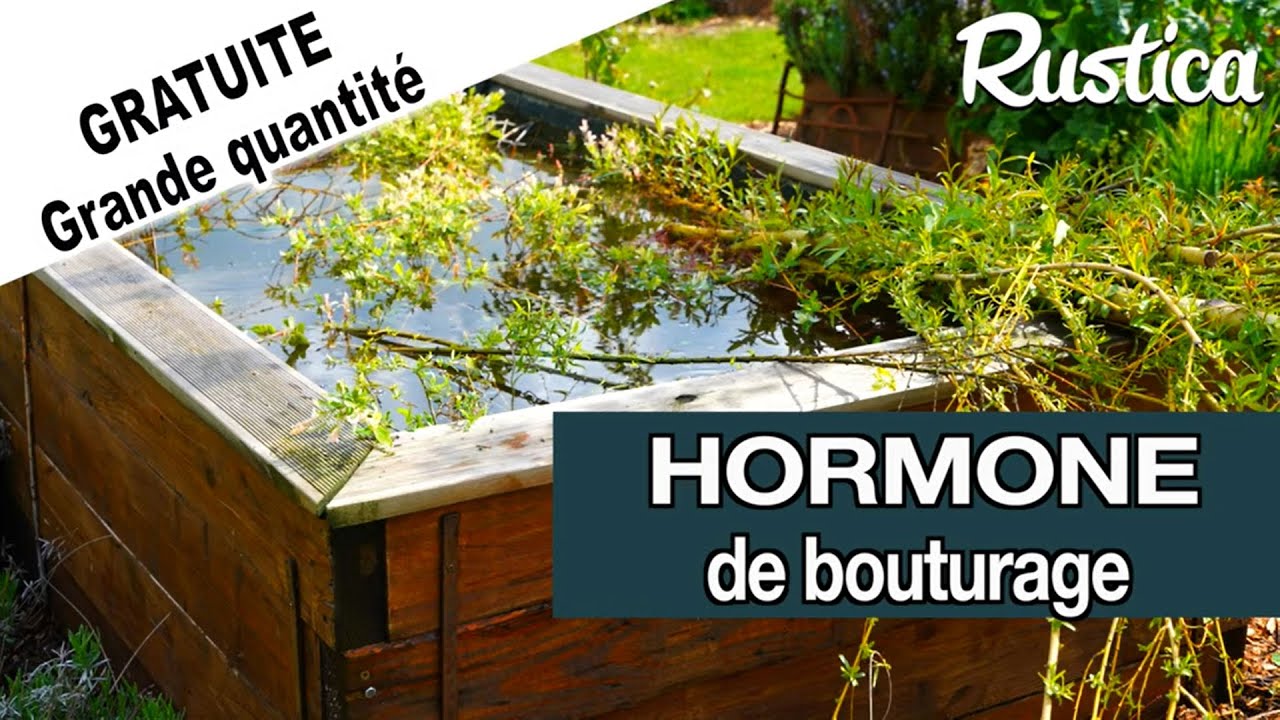 Hormone de bouturage en grande quantité́