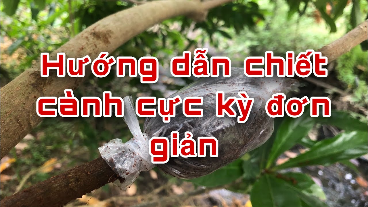 CÁCH CHIẾT CÂY NHÂN GIỐNG ĐƠN GIẢN NHẤT | Tỷ lệ ra rễ cao