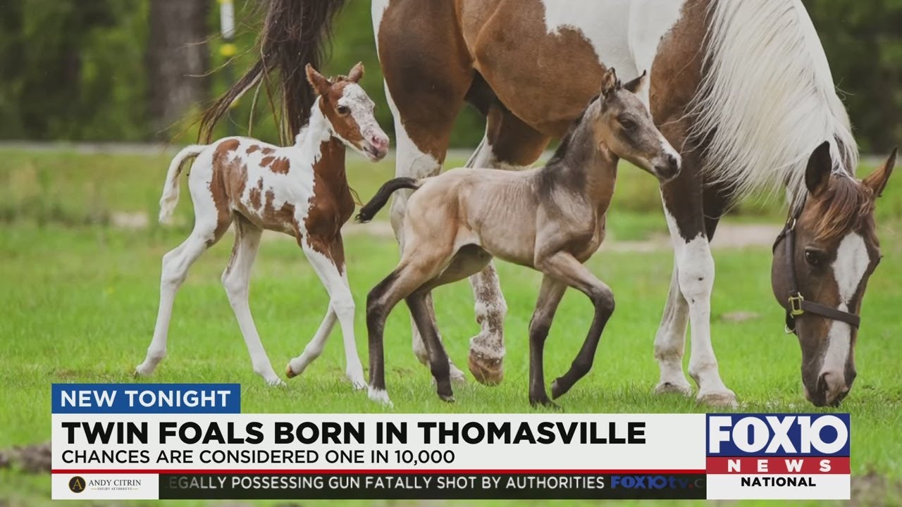 Twin foals born in Thomasville