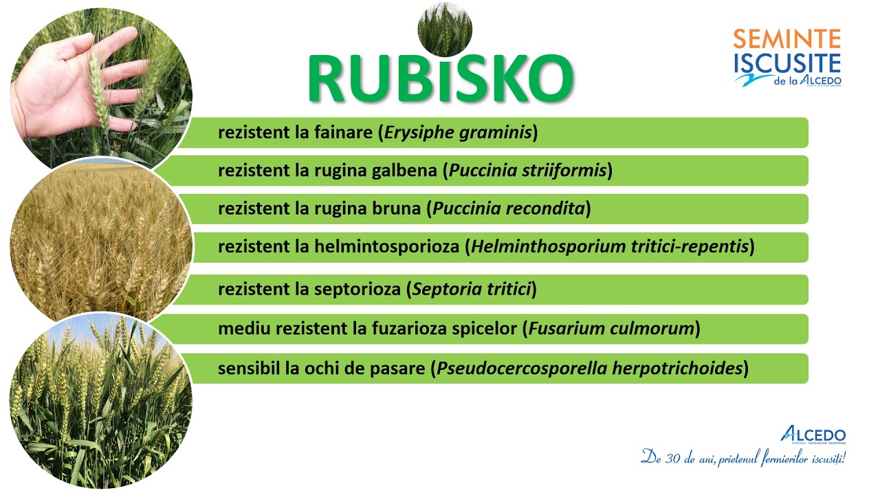 RUBISKO
