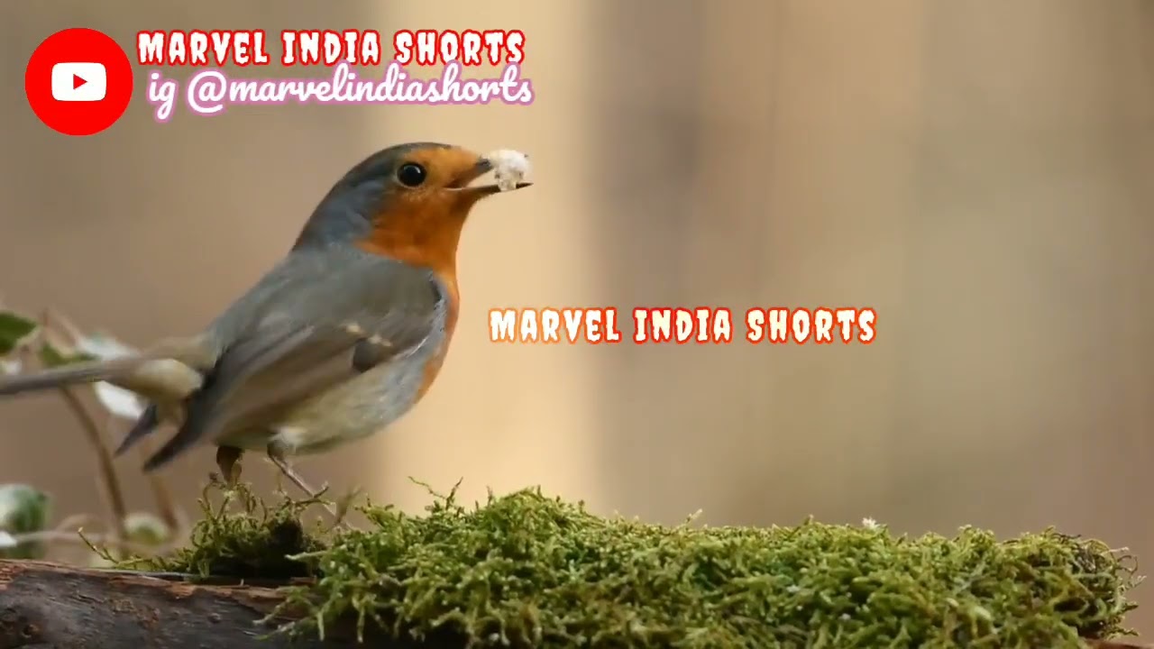 Nature is better than artificial|| Marvel India Shorts
