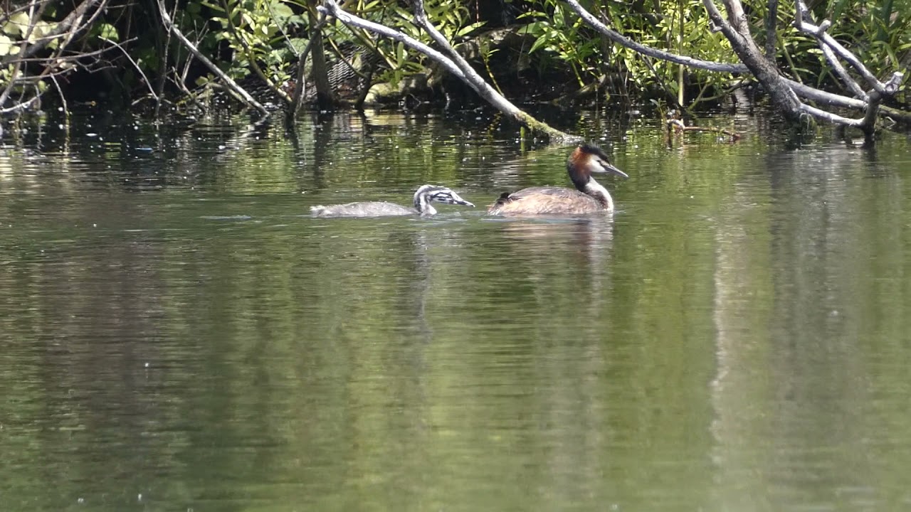 Great Crested Grebe chick pestering parent