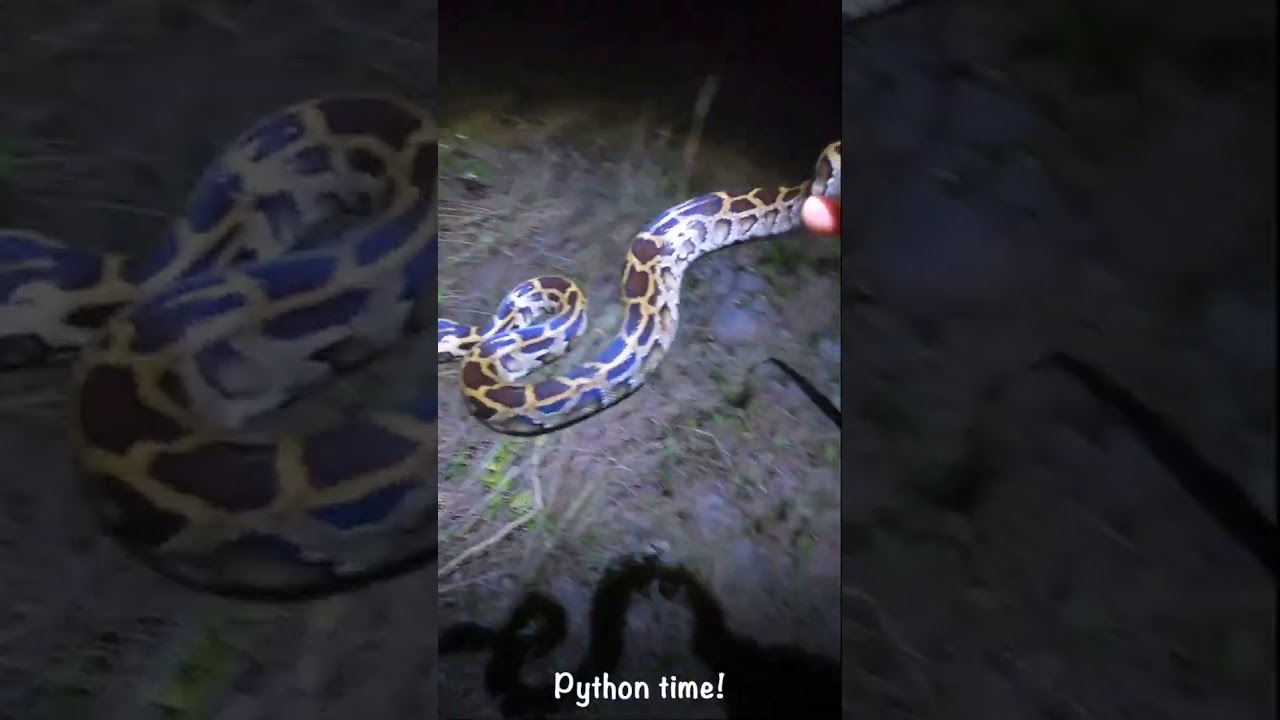 Python time!