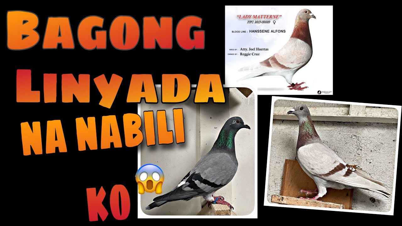 BAGONG LINYADA BINILI KO: VAN LOON, STAF VAN REET, HERMAN ALFONS | Reggie Cruz Loft & Aviary