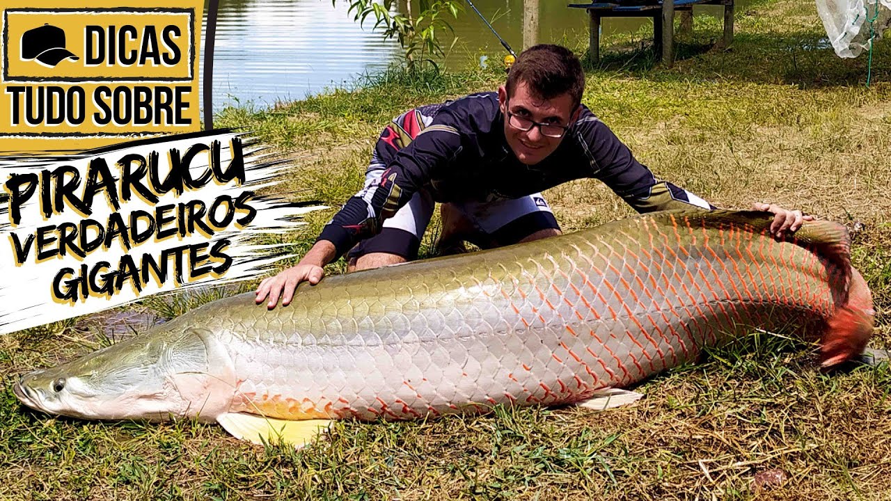 TUDO SOBRE: PIRARUCU!!! VERDADEIROS GIGANTES!!! (ISCAS, TAMANHO, MATERIAIS E COMO CAPTURAR)