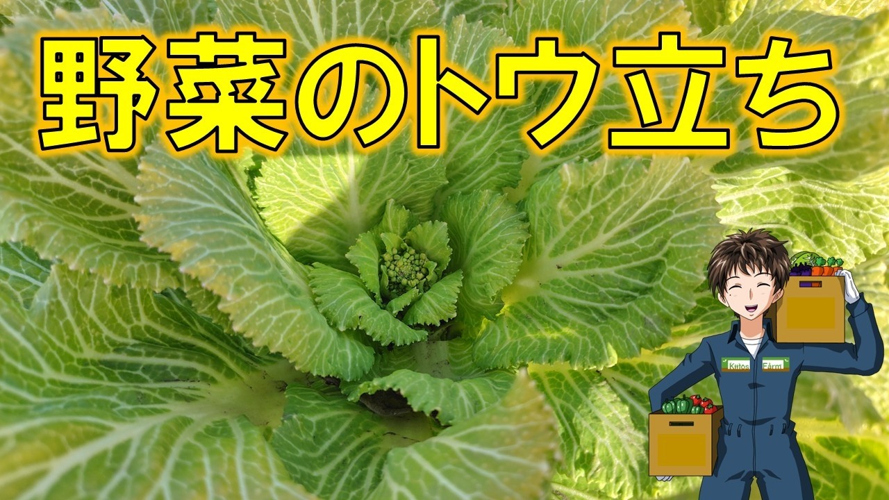 【野菜のトウ立ち】これから種まきする野菜も要注意です。
