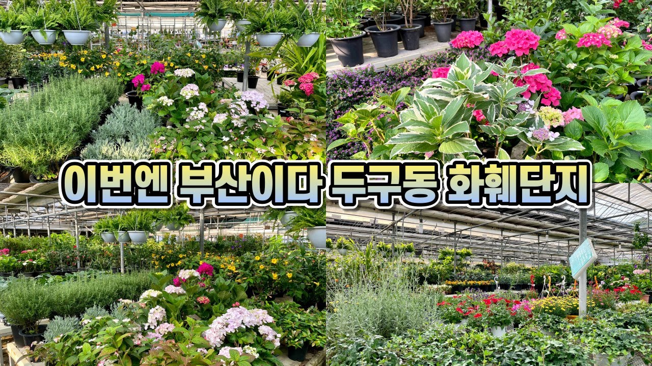 부산 두구동 화훼단지 꽃구경 다녀왔어요!! 랜선식물쇼핑!!