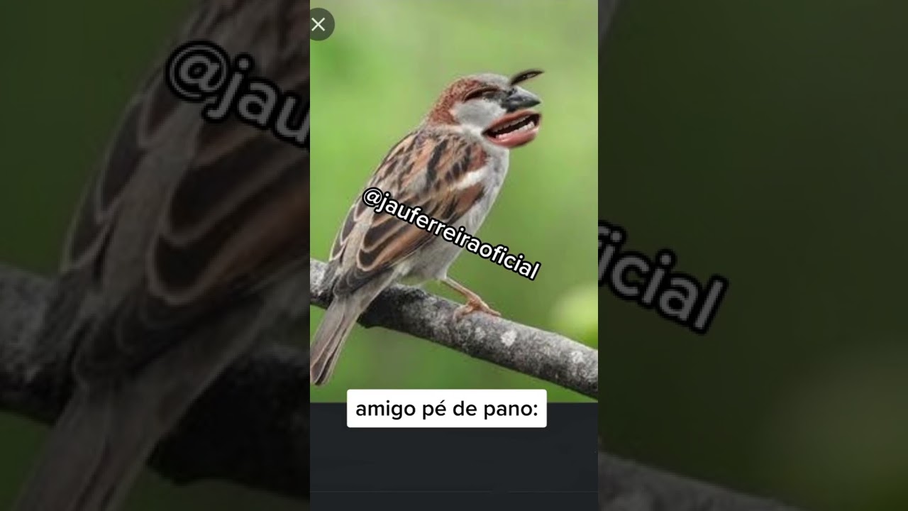 vídeos novos de jau ferreira kkkkk