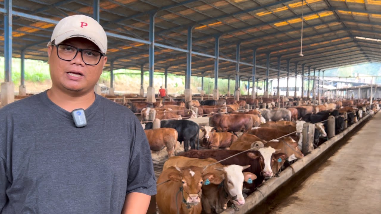KELILING KERAJAAN SAPI TERBESAR BANGKIT FARM 1000 EKOR JUMBO SEMUA ‼️🔥🔥🔥