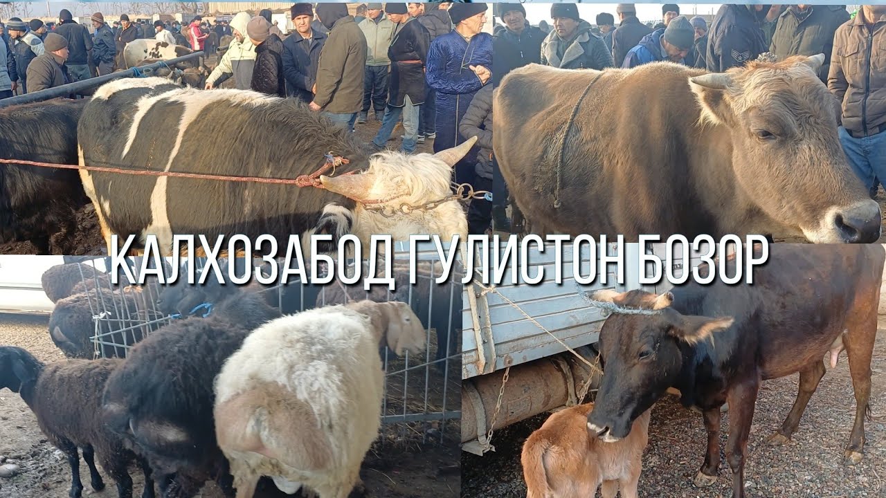 КАЛХОЗАБОД ГУЛИСТОН БОЗОР САВДО ЗУР 