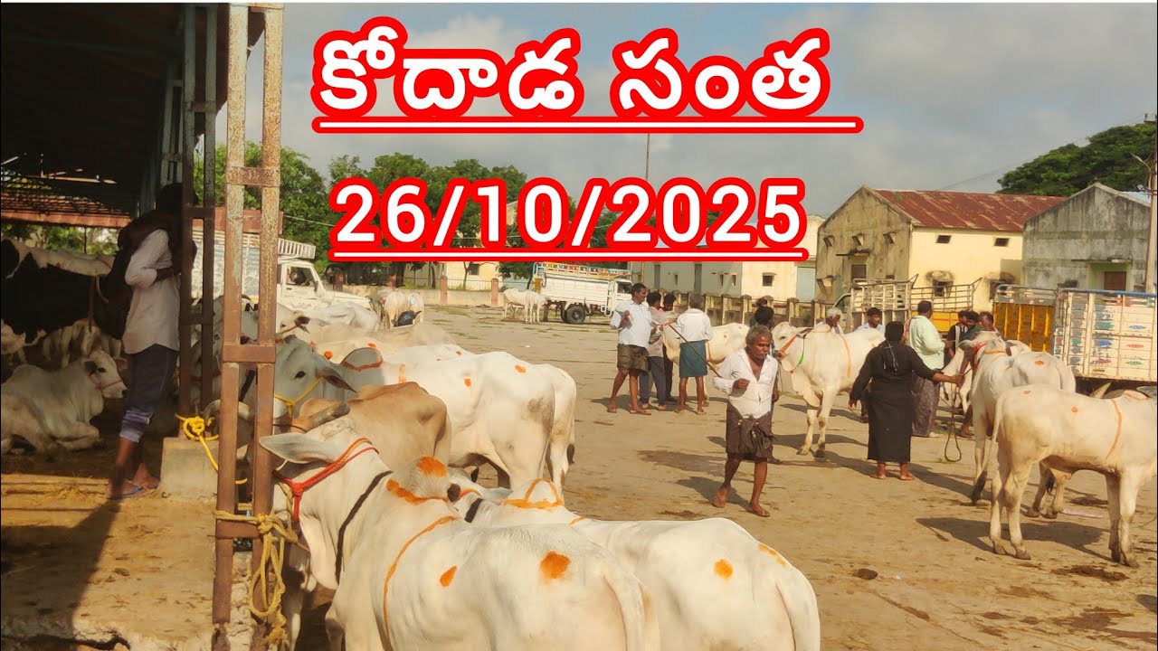 Kodada Bulls market || 26/10/2025 ఈ ఆదివారం కోదాడ సంత లో టాప్ క్వాలిటీ దూడలు 