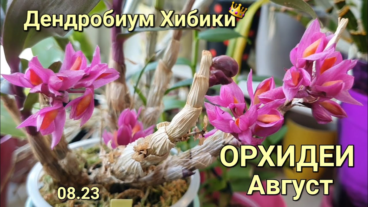 Дендробиум Хибики.. и другие Орхидеи