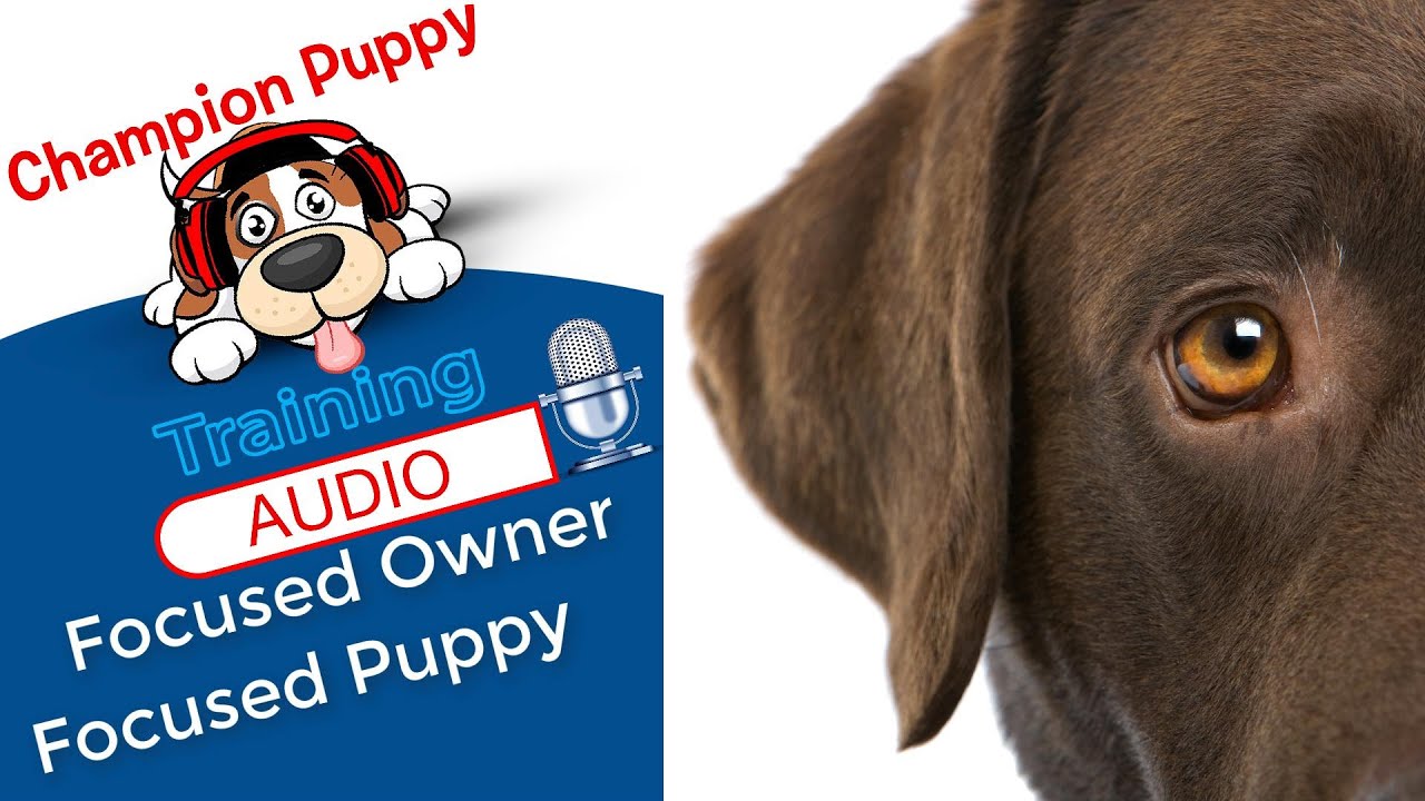 Episode #1:Get Focused on Puppy Training