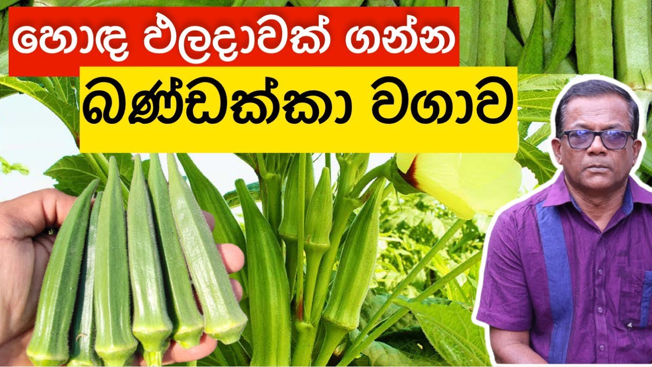 බණ්ඩක්කා හිටවන්න කලින් දැන ගන්නම ඕන කරුණු | Growing Okra Plants at Home | Ceylon Agri | Episode 277