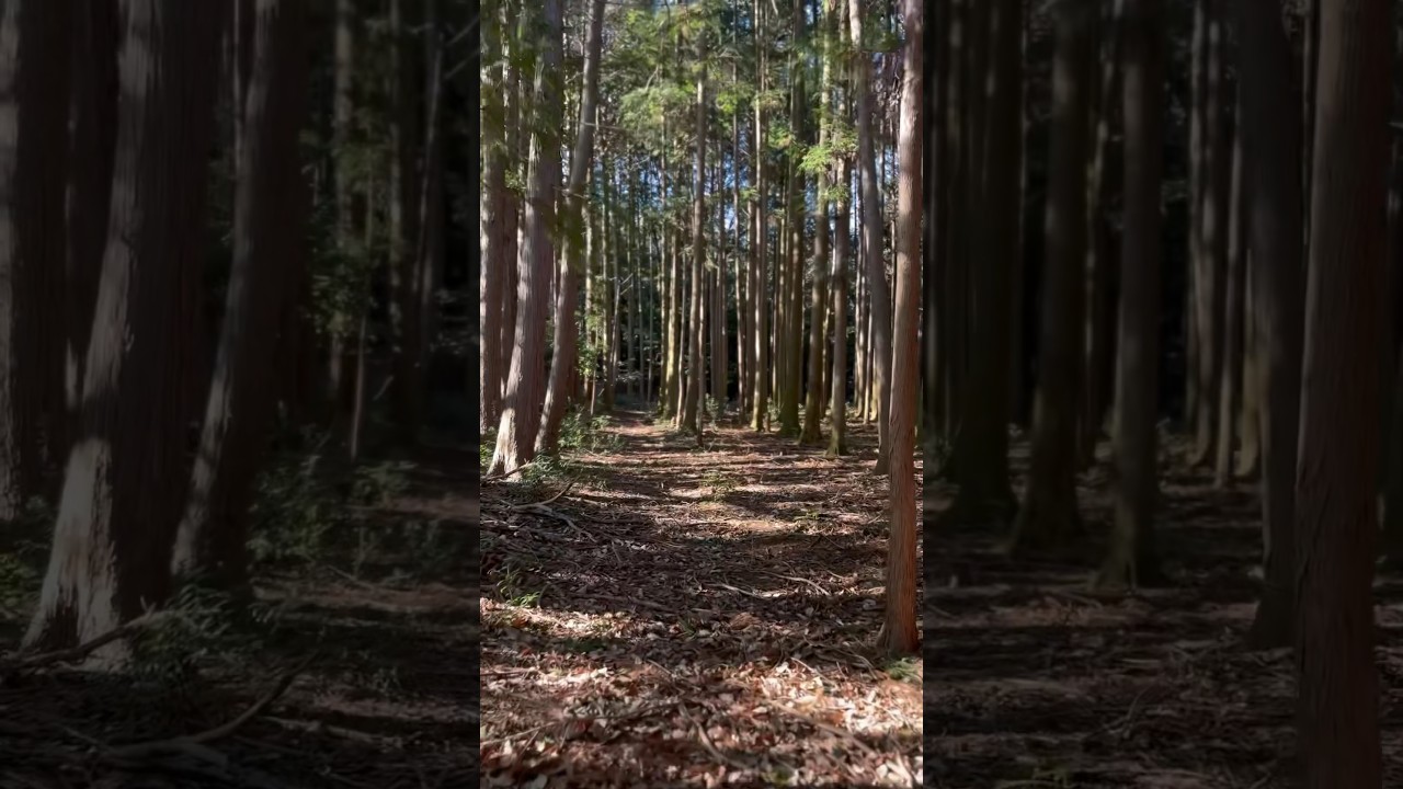 【城を観る shorts】《田光城》〜主郭跡〜 #shorts #田光城 #三重県 #菰野町 #城を観る