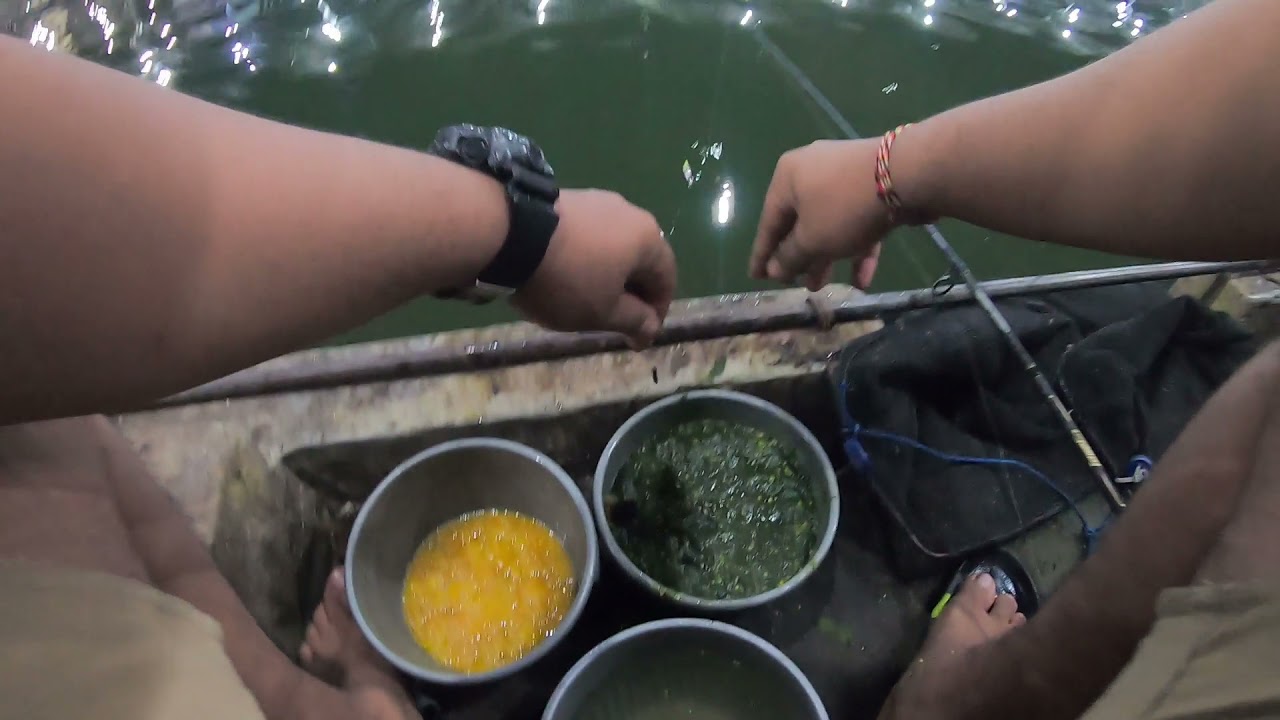 Pakai telor sapu-sapu + bendingan lumut hasilnya memuaskan || GALATAMA LELE