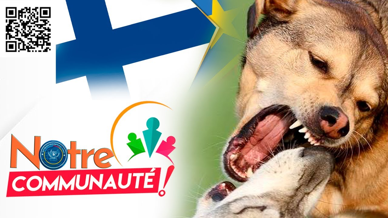 NINI LISUSU NA COMMUNAUTE CONGOLAISE YA FINLANDE? MBWA ASUI MBWA
