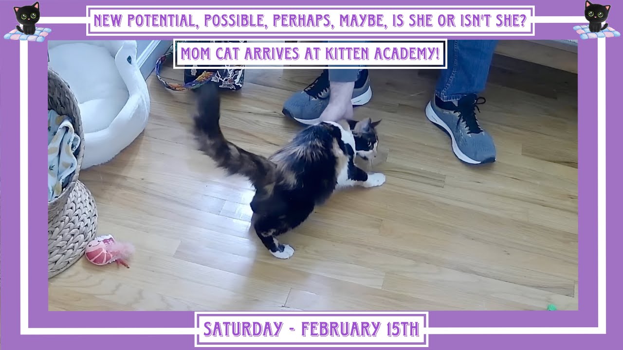 New Potential, Possible, Perhaps, Maybe, Is she or isn't she? Mom Cat Arrives at Kitten Academy!