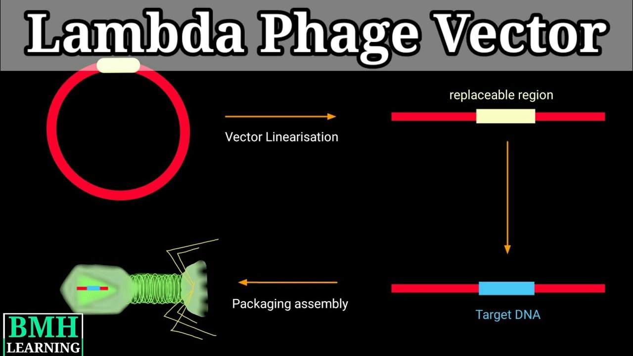 Lambda Phage Vector | Gene Cloning Using Lambda Phage Vector | lambda Cloning Vector |