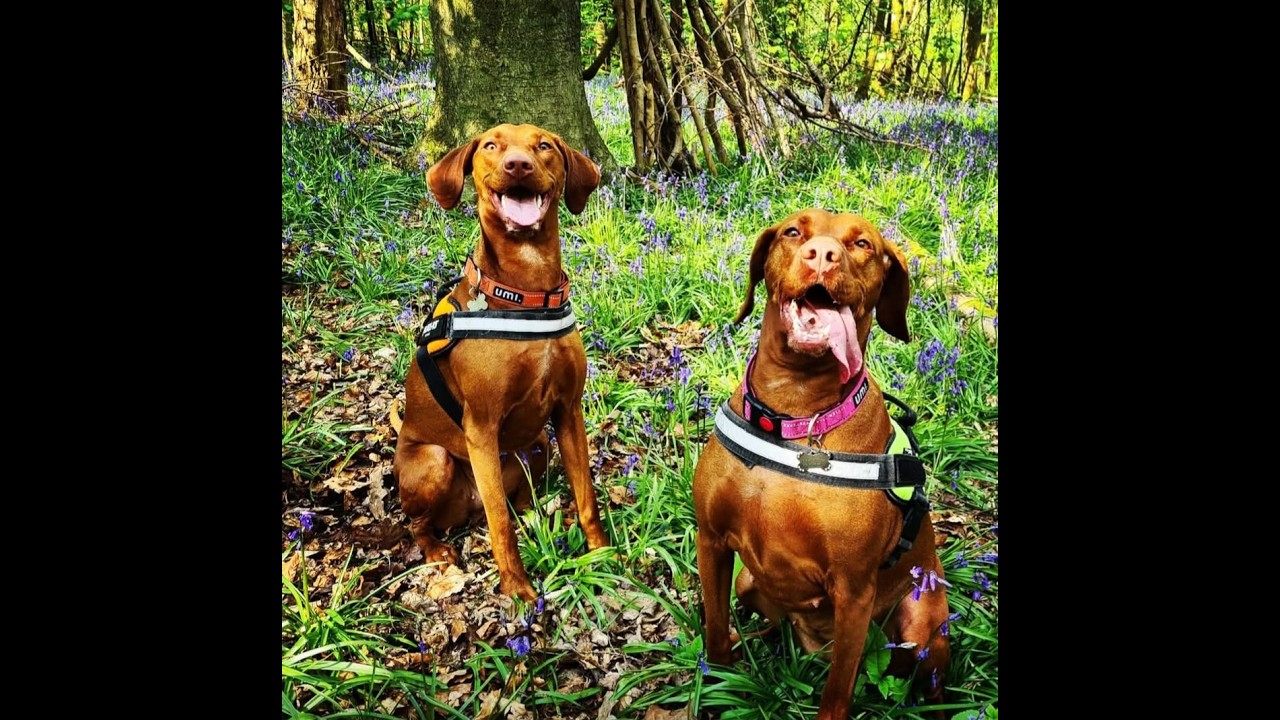ASMR Walking with Vizslas: Early Spring in English Woodland 🌿 4K No Talking