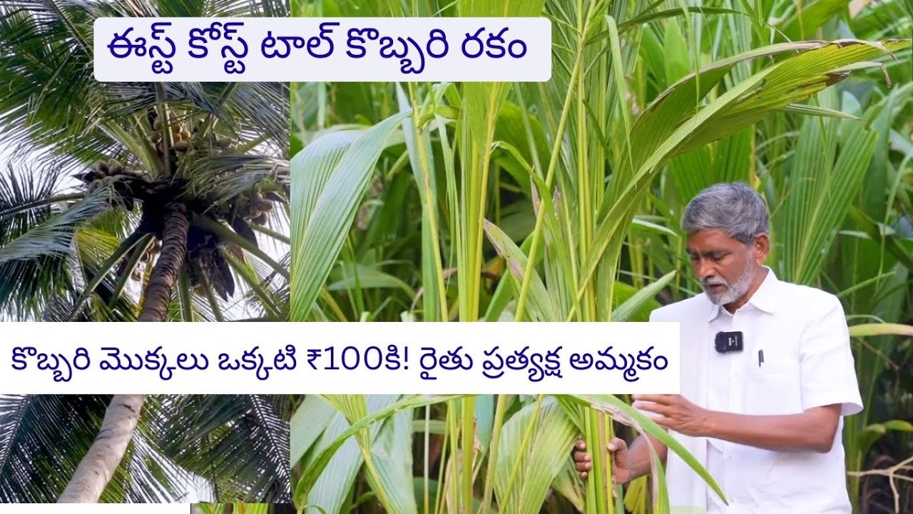 రైతు వద్దే కొబ్బరి మొక్కలు ₹100కి అందుబాటులో