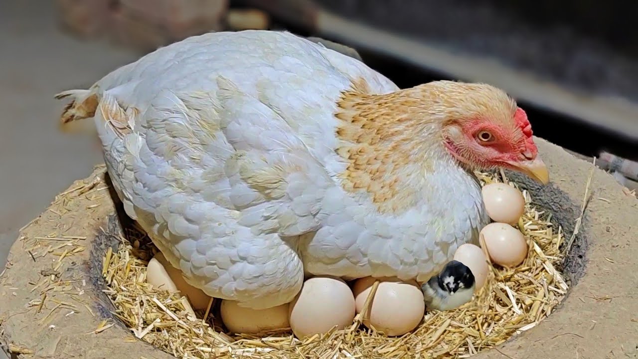 Hen harvesting eggs to chicks || This chicken MURGI four chicks hatched from eggs