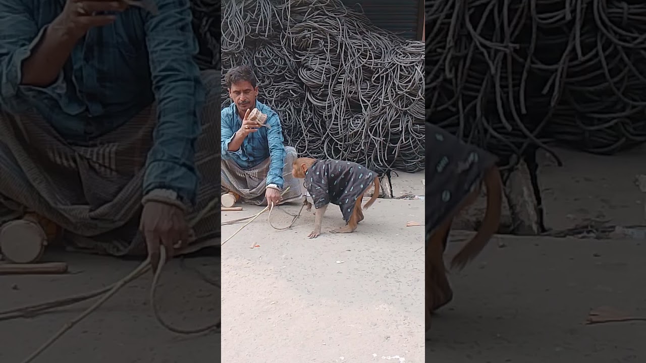 🐒বাঁদরের 😉তামাশা। 🛣️রাস্তায় 🤗 মজার 😯 কান্ড 