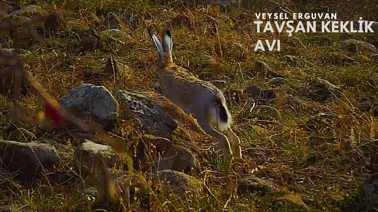 2024 AV KÖPEKLERİ İLE KEKLİK AVI VE TAVŞAN AVI🔥 FERMADA KEKLİK BEKLERKEN TAVŞAN ÇIKTI
