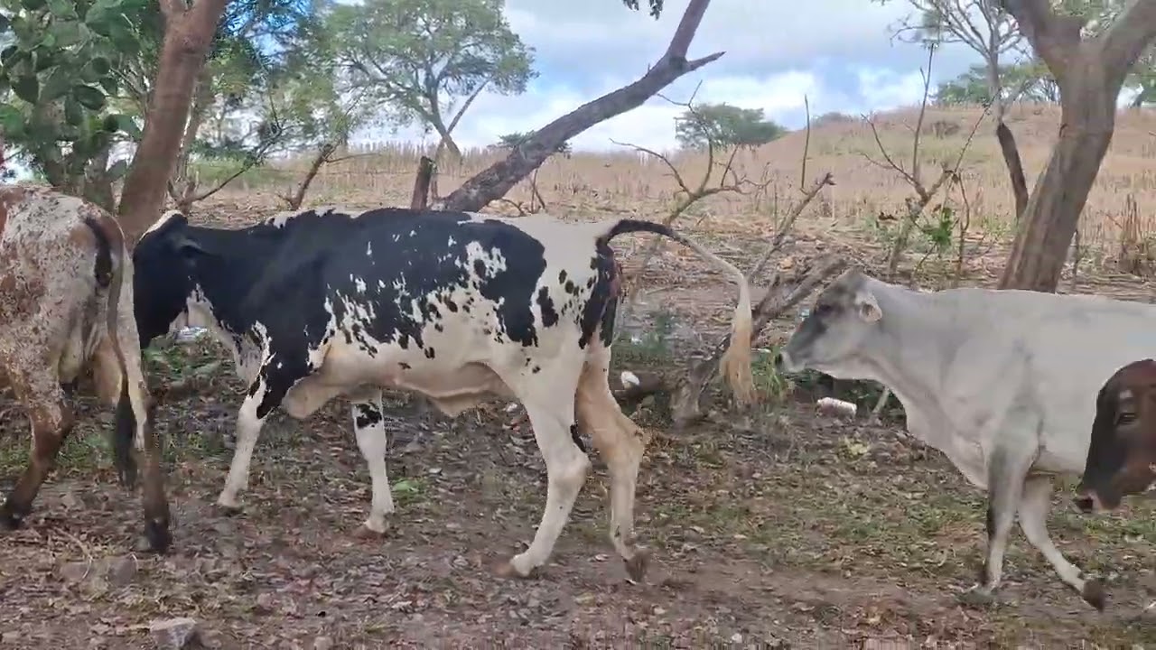 Trayendo las vacas del potrero 