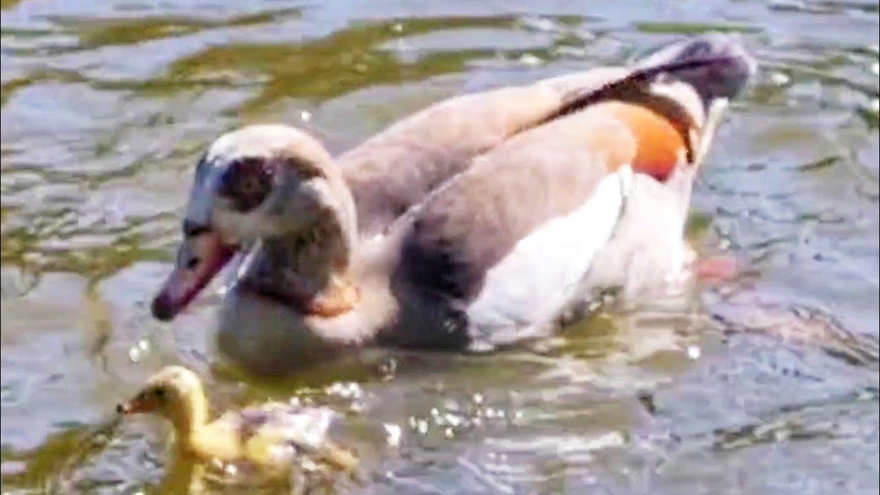 Egyptian goose kills mallard ducks chicks / Nilgans töten Entenküken Ebertpark - Ludwigshafen