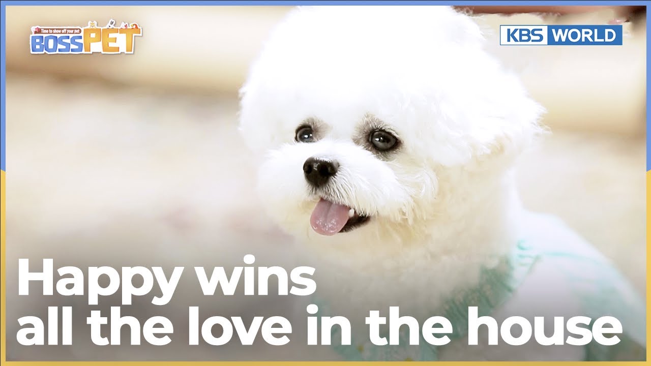 🐶HAPPY wins all the love in the house [Boss Pet : EP.2] | KBS WORLD TV 220902