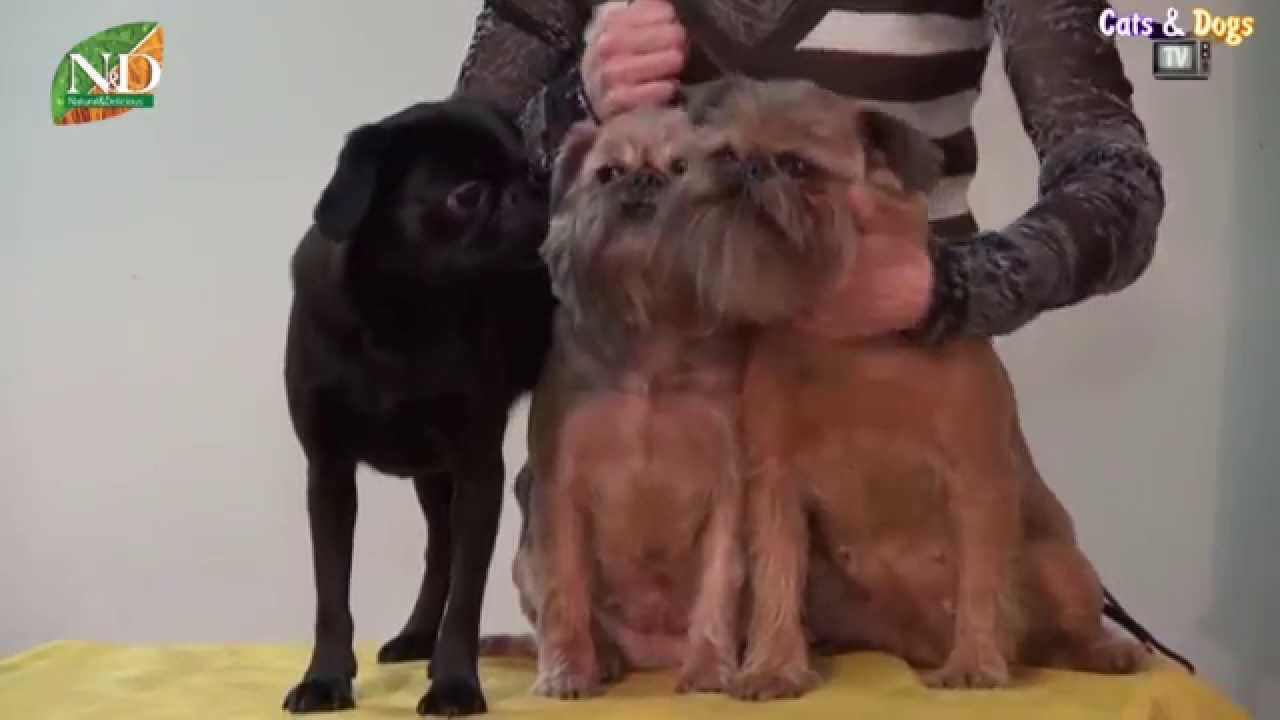 Cats&DogsTV - УДИВИТЕЛЬНЫЙ МИР СОБАК - БЕЛЬГИЙСКИЙ ГРИФОН, ПТИ БРАБАНСОН / GRIFFON BELGE