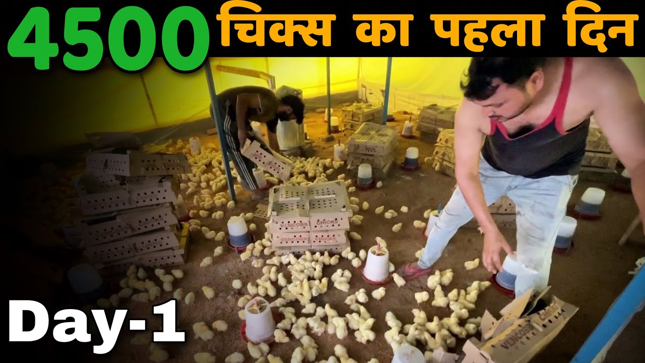 Day-1 , Chicks opening in my Poultry farm