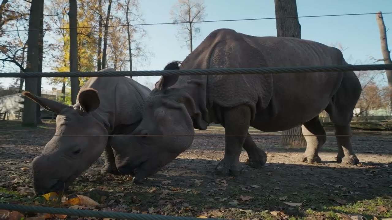 Egy nap a Nyíregyházi Állatparkban