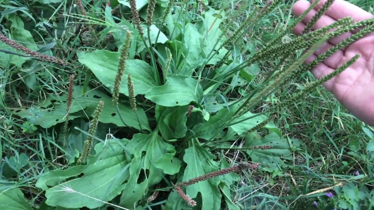 Sinir Otu Damar Otu Faydaları Kullanımı Plantago