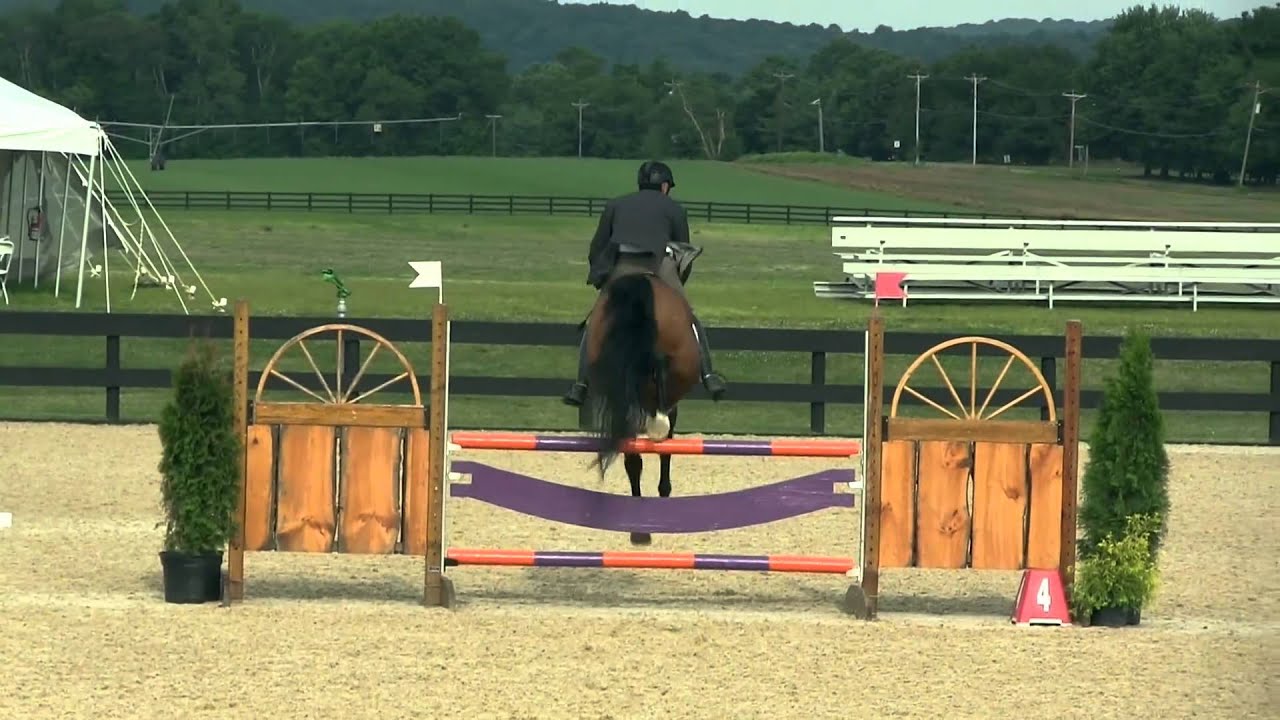 Horse Jumping Bridleless