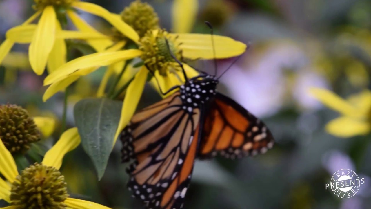 Butterfly go free | Montreal insectarium | Crazydivers