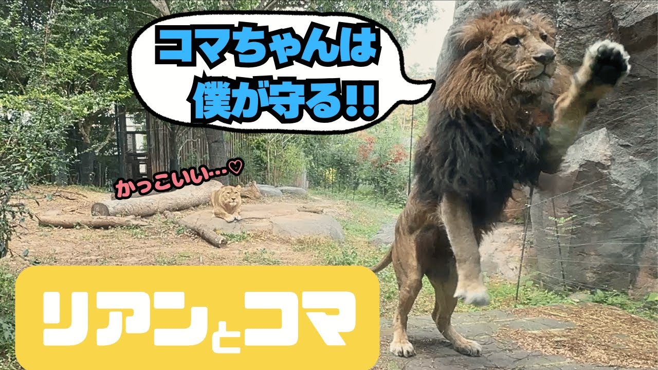 【ライオン🦁リアン&コマ】同居生活💖半年経って冬を迎えました『到津の森公園』