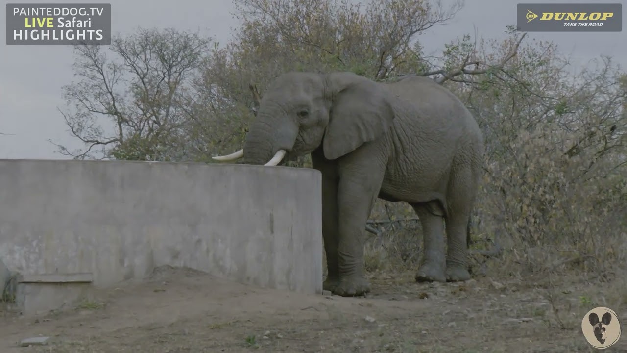 Elephant Bull Chases Lions Blocking His Way To Drink Water