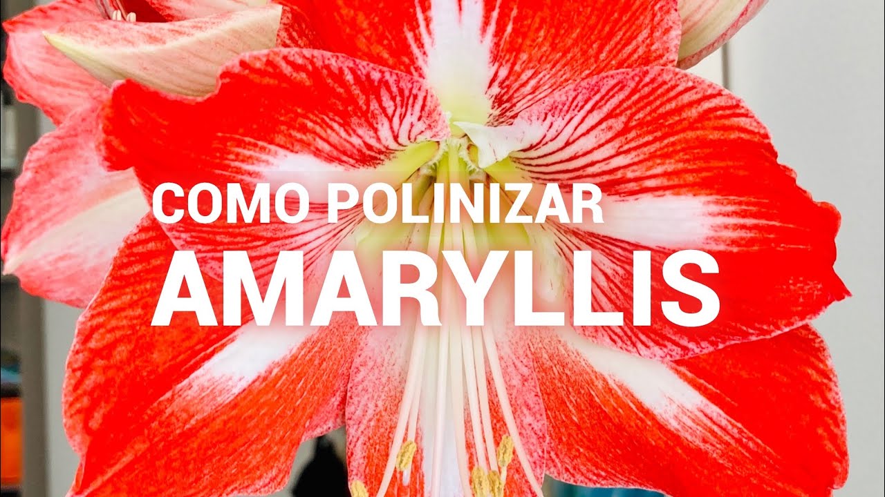 🌱 COMO CREAR NUEVAS ESPECIES DE AMARYLLIS