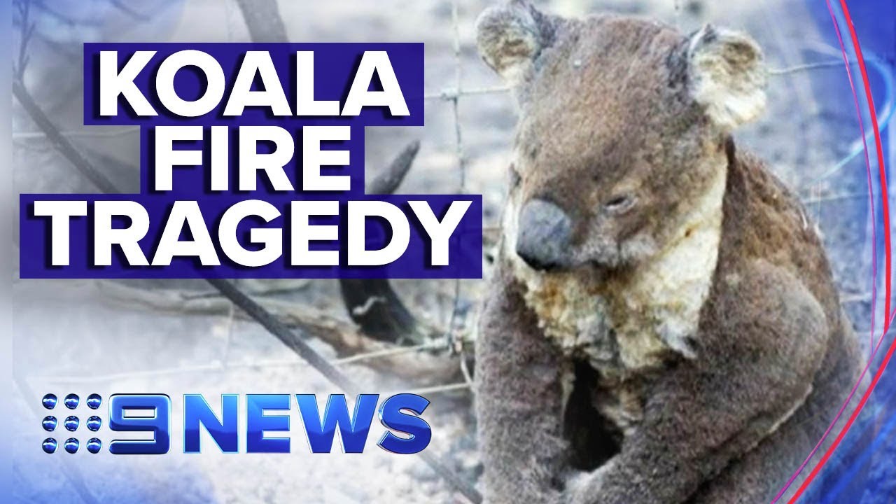 Australia's bushfires taking a toll on wildlife | Nine News Australia