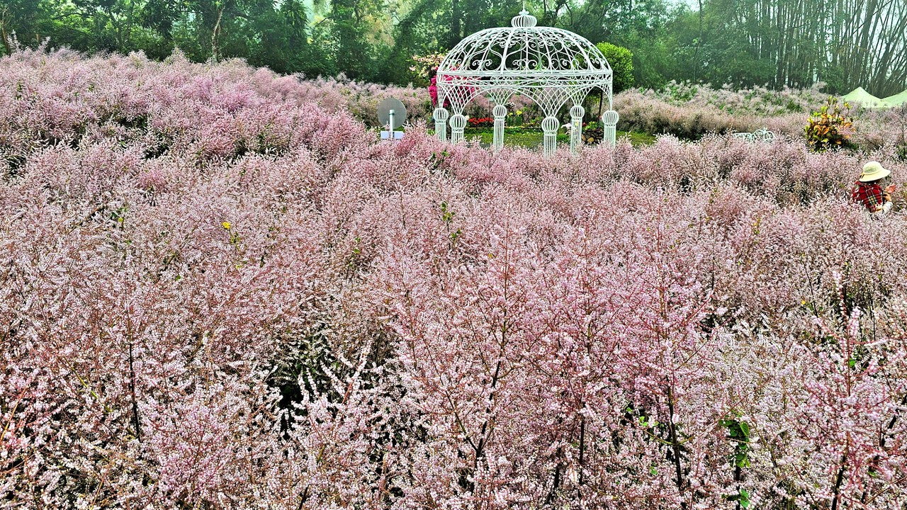 2026 - 03 - 03 南投中寮 粉紅色麝香木花海山丘