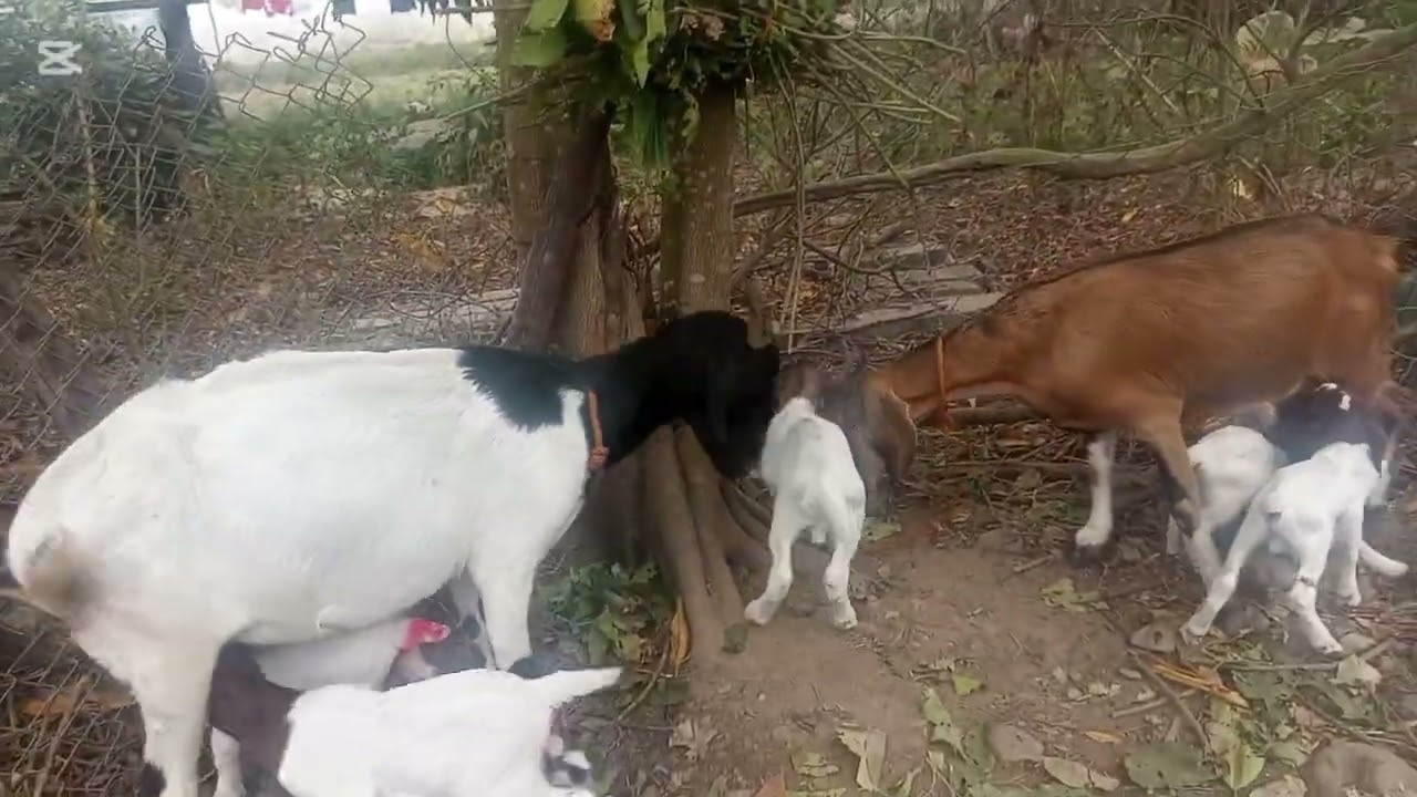 बाख्राले उत्तानो पर्यो 