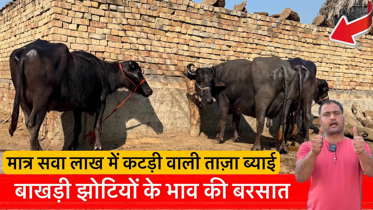 🔴बाखड़ी झोटियों के भाव की बरसात-मात्र सवा लाख में कटड़ी वाली ताज़ा ब्याई।MANISH☎️8295889154